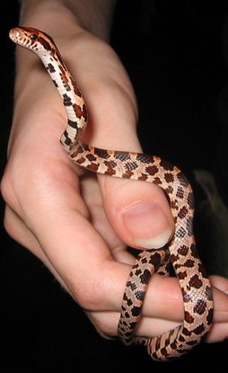 Nyx