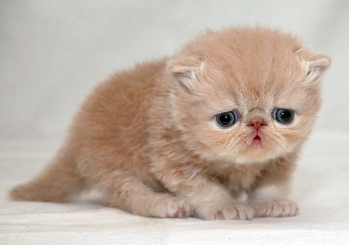 ugly kitten